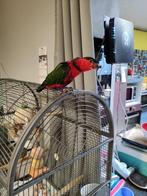 Lori tricolore, Dieren en Toebehoren, Vogels | Parkieten en Papegaaien