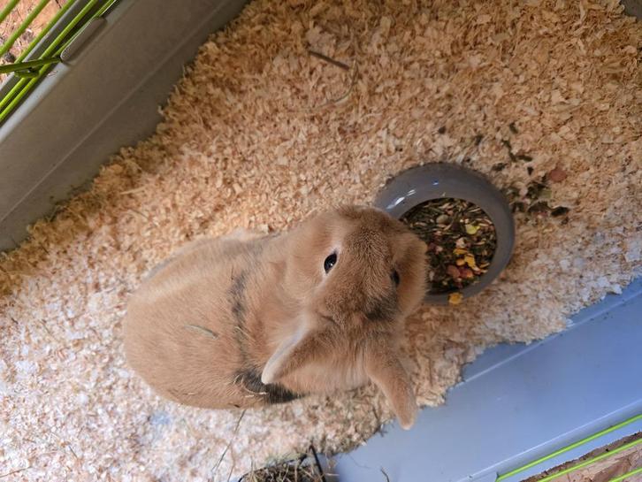 Konijn, Dieren en Toebehoren, Konijnen, Klein, Mannelijk, 3 tot 5 jaar