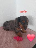 Mooie dwergteckels. ,, Parvo, België, 8 tot 15 weken, Korthaar