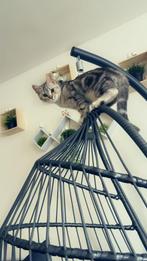 Kat, Dieren en Toebehoren, Katten en Kittens | Raskatten | Korthaar, Kater, 0 tot 2 jaar