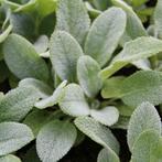 stachys byzantina, Tuin en Terras, Planten | Tuinplanten, Ophalen