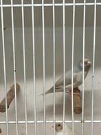 Zilvere man van 25 €50, Dieren en Toebehoren, Vogels | Kanaries