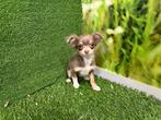 Langharige Chihuahua pups - kleine taille, CDV (hondenziekte), Meerdere, 8 tot 15 weken, Meerdere dieren