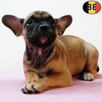 Franse Bulldog - Belgische pups te koop, Dieren en Toebehoren, België, CDV (hondenziekte), 8 tot 15 weken, Meerdere