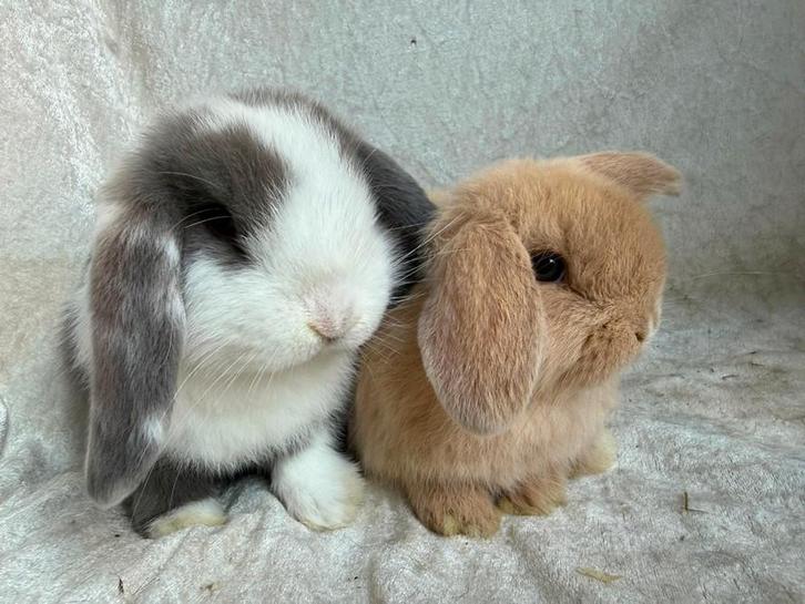Mega mooi super lief handtam koppeltje Minilop konijntjes, Dieren en Toebehoren, Konijnen, Klein, Meerdere dieren, 0 tot 2 jaar