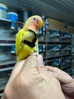 Handtamme dwergpapegaaien met benodigdheden, Dieren en Toebehoren, Vogels | Parkieten en Papegaaien