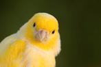 Kanarie 's, Dieren en Toebehoren, Vogels | Kanaries