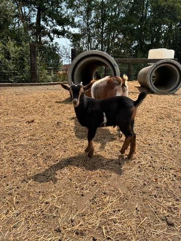 Geitenbok, Mâle, Chèvre, 0 à 2 ans
