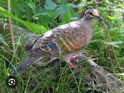 GEZOCHT: tropische duiven, Animaux & Accessoires, Oiseaux | Pigeons