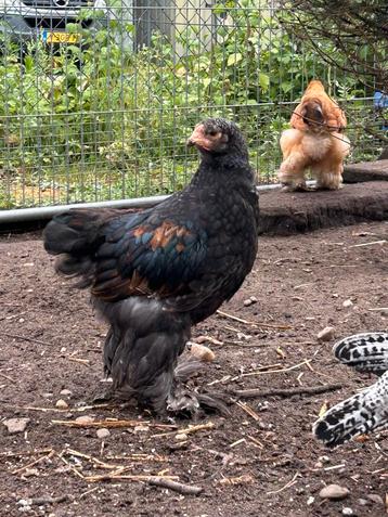 Brahma Hanen (raszuiver) beschikbaar voor biedingen