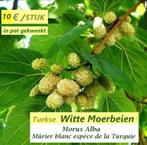 WITTE (Turkse) MOERBEIEN in pot: 80+ cm : 10€/stuk (Morus), Volle zon, Vaste plant, Ophalen of Verzenden, Fruitplanten