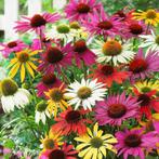 Echinacea en Eupatorium, Ophalen of Verzenden, Vaste plant