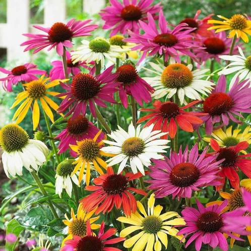 Echinacea en Eupatorium, Tuin en Terras, Planten | Tuinplanten, Vaste plant, Ophalen of Verzenden