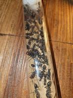 Camponotus singularis mieren kolonie