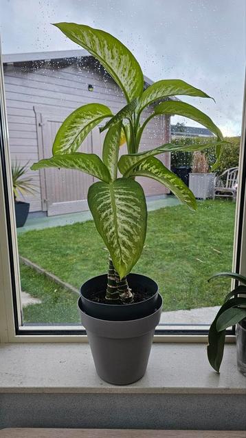 Dieffenbachia seguine plant beschikbaar voor biedingen