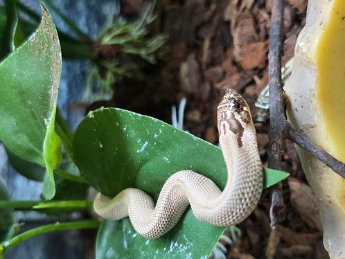 Diversen nakweek haakneusjes in diversen kleuren, Dieren en Toebehoren, Reptielen en Amfibieën, Amfibie