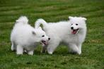 Samojeed pups te koop, Dieren en Toebehoren, Honden | Poolhonden, Keeshonden en Oertypen, 15 weken tot 1 jaar, Overige rassen