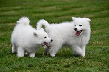 Samojeed pups te koop beschikbaar voor biedingen