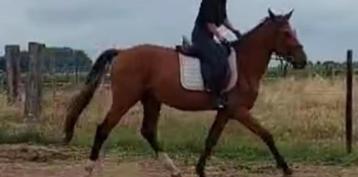 Prachtig zangersheide superbraaf paard beschikbaar voor biedingen