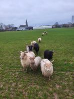 RECHERCHÉ!  Prairies pour le pâturage des moutons, Animaux & Accessoires, Moutons, Chèvres & Cochons
