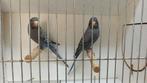 BlackwingBlackface grasparkieten