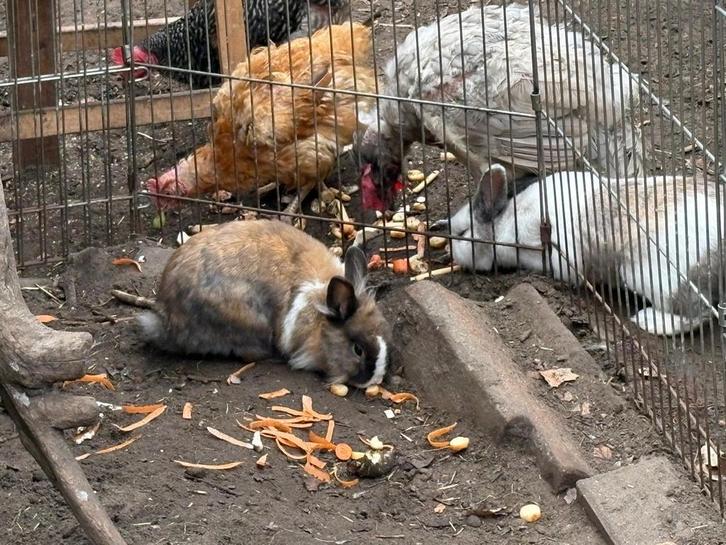 Konijnen, Dieren en Toebehoren, Konijnen