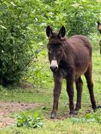 Jonge ezel, Dieren en Toebehoren, Hengst, Gechipt, 0 tot 2 jaar