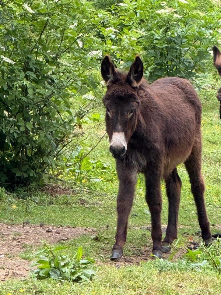 Jonge ezel, Dieren en Toebehoren, Paarden, Hengst, 0 tot 2 jaar, Gechipt