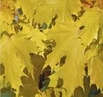 arbres et arbustes GRATUITS, Jardin & Terrasse, Plantes | Arbustes & Haies, Enlèvement, Autres espèces, Arbuste