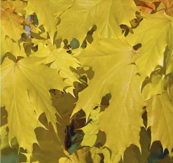 één- meerstammige bomen en struiken GRATIS, Tuin en Terras, Planten | Struiken en Hagen, Struik, Overige soorten, Ophalen