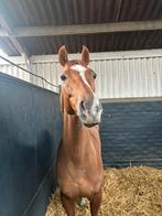 ruin 8jaar te koop, Dieren en Toebehoren, Paarden, Ruin