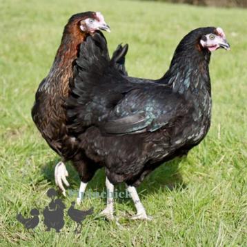 vaccination complète des poules pondeuses brunes/noires trad