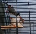 Padda pop en zebravinken, Dieren en Toebehoren, Vogels | Overige Vogels