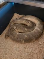 Ball python/regius enchi pastel pinstripe clown vrouw 1370g, Dieren en Toebehoren, Reptielen en Amfibieën