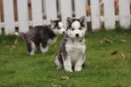 Siberische Husky pups - Belgisch Erkend Husky fokker, Dieren en Toebehoren, Meerdere, Poolhond, 8 tot 15 weken, Meerdere dieren