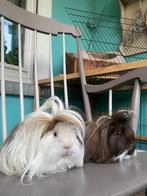 Twee langharige cavia's van 2 jaar oud (broertjes), Dieren en Toebehoren, Knaagdieren, Mannelijk, Cavia, Tam