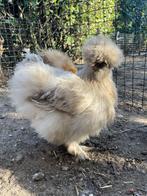 USA zijdehoen hennen, Femelle, Poule ou poulet