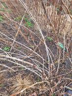 Plantgoed/stekken rode herfstframboos, Tuin en Terras, Ophalen