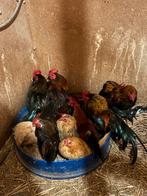 Serama haantjes, Mannelijk, Kip