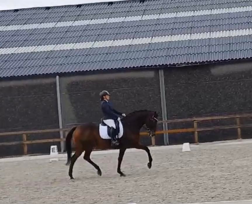 Betrouwbaar dressuurpaard met M-ervaring van 12 jaar, Dieren en Toebehoren, Paarden, Ruin, M, 165 tot 170 cm, 11 jaar of ouder