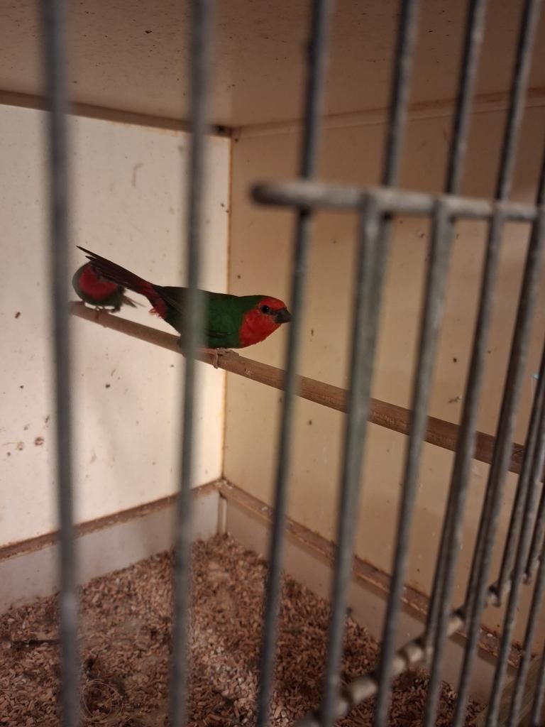 Roodkop papegaai amandine, Mannelijk, Tropenvogel, Geringd