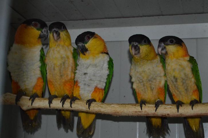 1 à 2 caïques ou perroquets à tête noire et un..., Animaux & Accessoires, Oiseaux | Perruches & Perroquets, Perroquet, Plusieurs animaux