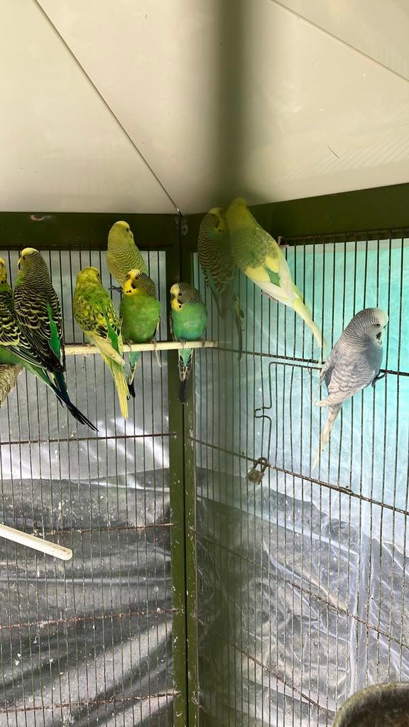 GEEL/GROENE GRASPARKIETJES VANAF 20 EURO/KOPPEL, Dieren en Toebehoren, Vogels | Parkieten en Papegaaien, Meerdere dieren, Parkiet