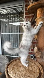 HK20308310 — Chaton Maine Coon, Chatte ou Chat, Avec puce électronique, 0 à 2 ans