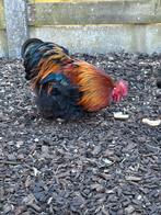 4 hanen te geef, Dieren en Toebehoren, Mannelijk, Kip