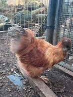 Prachtige usa zijdehoen hanen, Mâle, Poule ou poulet