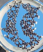 Superbe collier., Envoi