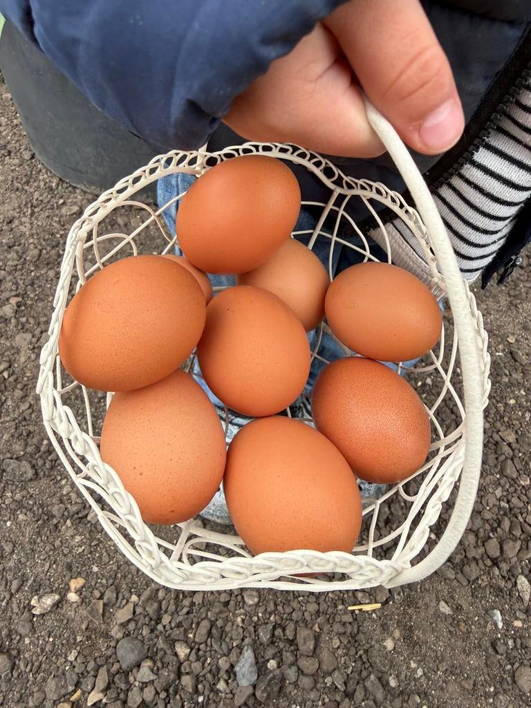 Broedeieren van de beste legkippen Blue des landes x, Sexe inconnu, Poule ou poulet
