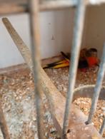 Turquoisine parkiet pop, Dieren en Toebehoren, Parkiet