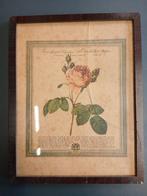 Bruine kader met prent roos, Enlèvement ou Envoi